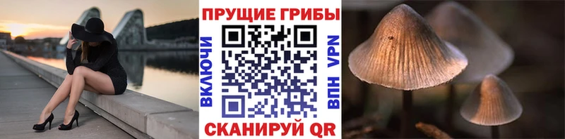 Купить  Звенигово  Галлюциногенные грибы Cubensis 